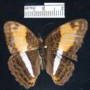 Image of <i>Adelpha cocala lorzae</i>