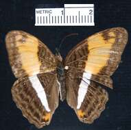 <i>Adelpha cocala lorzae</i>的圖片