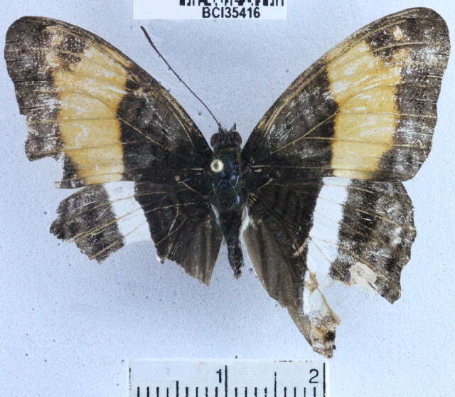 <i>Adelpha cocala lorzae</i>的圖片