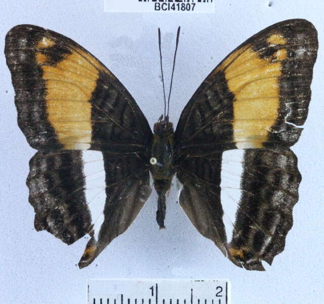 <i>Adelpha cocala lorzae</i>的圖片