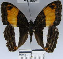 <i>Adelpha cocala lorzae</i>的圖片