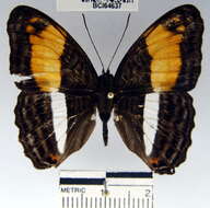 <i>Adelpha cocala lorzae</i>的圖片