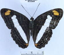 Image of Adelpha