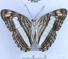 Image of Adelpha