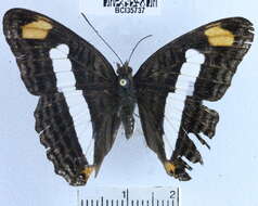 Image of Adelpha