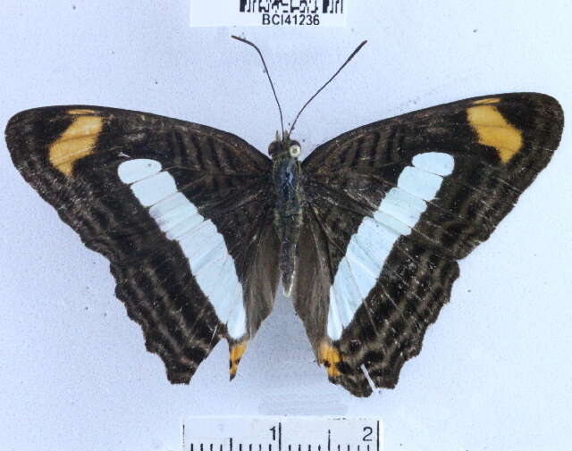 Image of <i>Adelpha iphiclus</i>