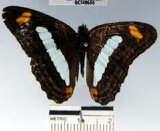 Image of <i>Adelpha iphiclus</i>