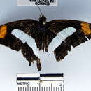 Слика од <i>Adelpha basiloides</i>