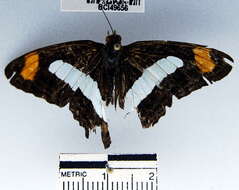 <i>Adelpha basiloides</i>的圖片