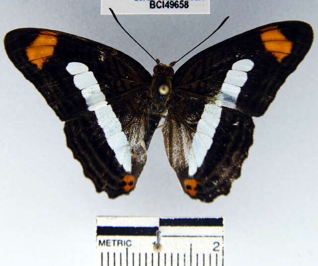 <i>Adelpha basiloides</i>的圖片