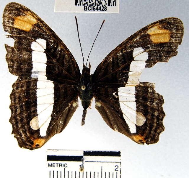 Image of Adelpha