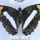 Image of <i>Adelpha barnesia leucas</i>