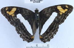 Image of <i>Adelpha barnesia leucas</i>