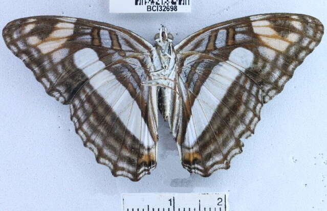 Image of <i>Adelpha barnesia leucas</i>