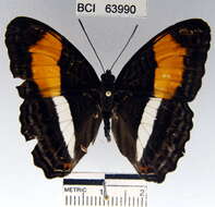 <i>Adelpha cocala lorzae</i>的圖片