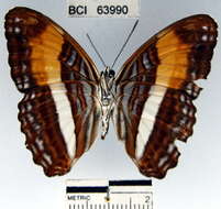 <i>Adelpha cocala lorzae</i>的圖片