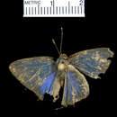 Image de <i>Calycopis drusilla</i>