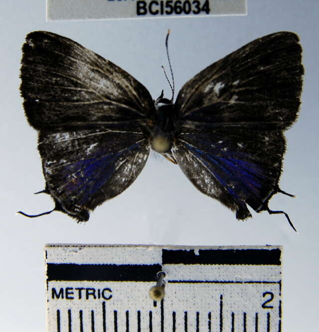 Image of <i>Camissecla melma</i>