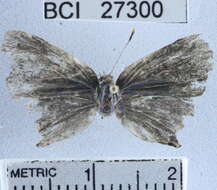 Image of <i>Lamprospilus collucia</i>