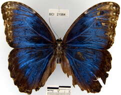 Imagem de <i>Morpho helenor peleides</i>