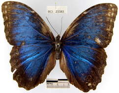 Imagem de <i>Morpho helenor peleides</i>