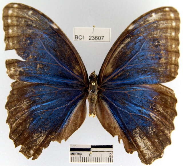 Imagem de <i>Morpho helenor peleides</i>