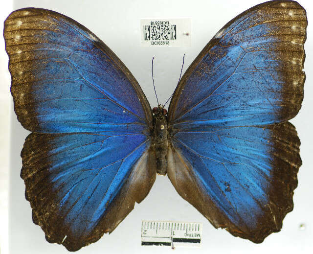 Imagem de <i>Morpho helenor peleides</i>