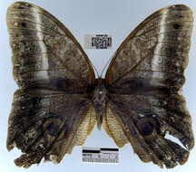 Image of Caligo idomeneus Linnaeus 1758