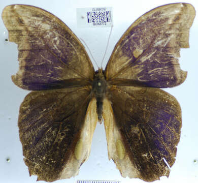 Sivun <i>Eryphanis lycomedon</i> kuva