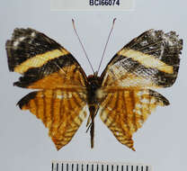 Image of Tigridia acesta (Linnaeus 1758)