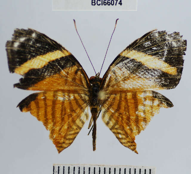 Image of Tigridia acesta (Linnaeus 1758)