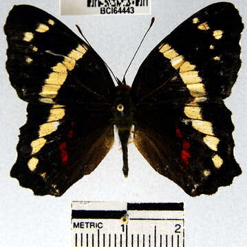 Image of Anartia fatima fatima