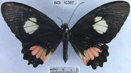 Imagem de <i>Parides sesostris tarquinius</i>