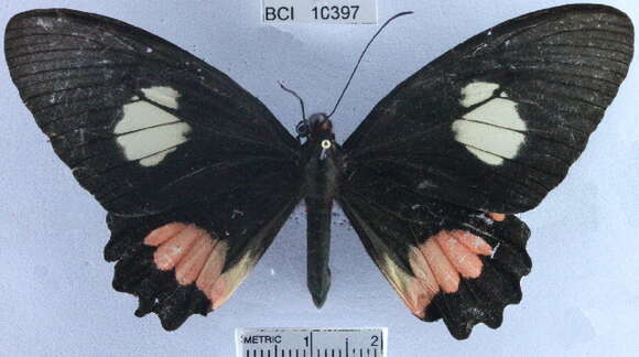 Image of <i>Parides sesostris tarquinius</i>