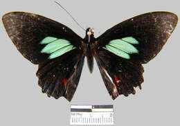 Imagem de <i>Parides sesostris tarquinius</i>