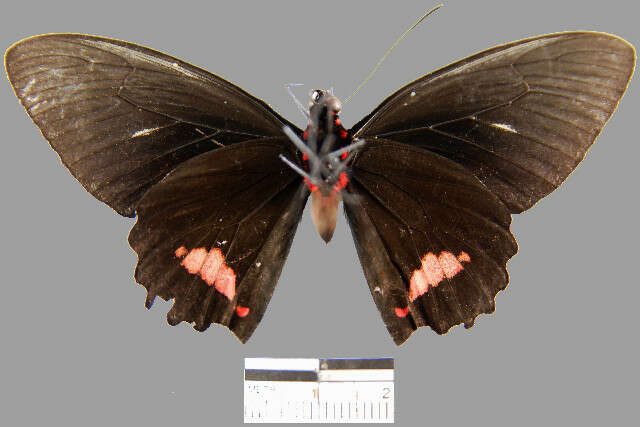 Imagem de <i>Parides sesostris tarquinius</i>