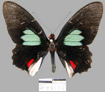 <i>Parides sesostris tarquinius</i> resmi