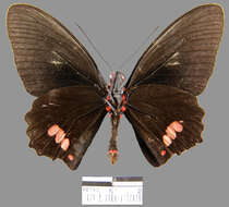 <i>Parides sesostris tarquinius</i> resmi