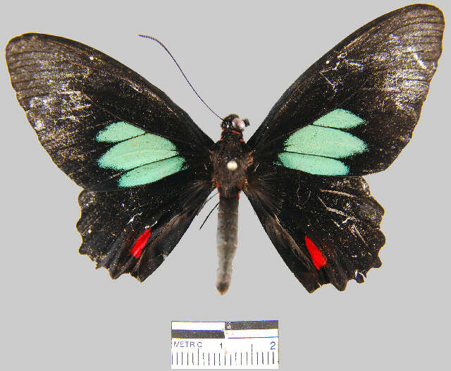 <i>Parides sesostris tarquinius</i> resmi