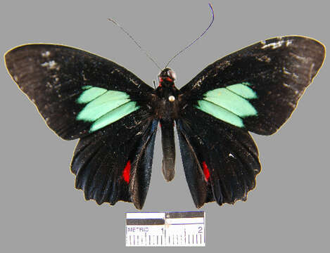 <i>Parides sesostris tarquinius</i> resmi