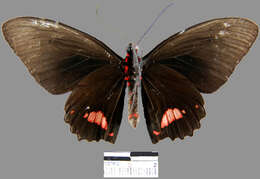 Imagem de <i>Parides sesostris tarquinius</i>