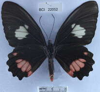 Imagem de <i>Parides sesostris tarquinius</i>