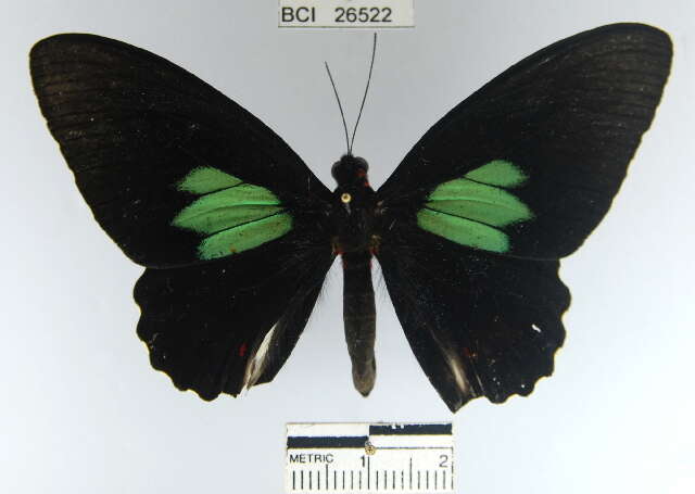 Parides sesostris (Cramer (1779)) resmi