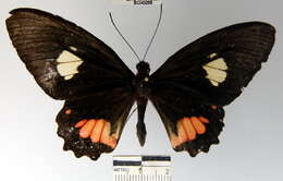 Parides sesostris (Cramer (1779)) resmi