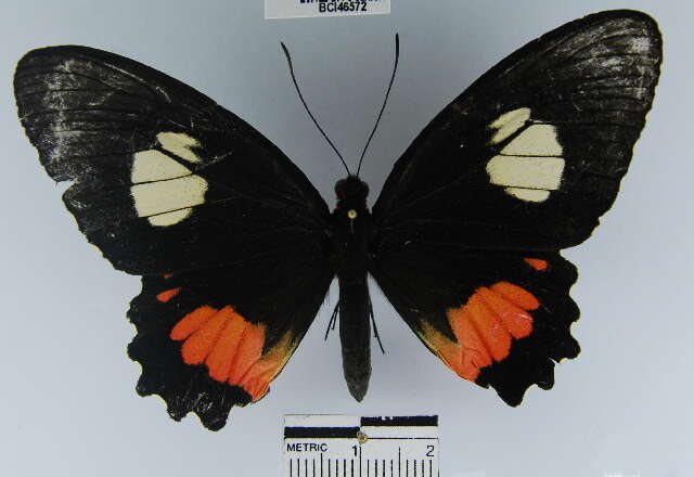 Parides sesostris (Cramer (1779)) resmi