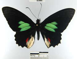 Parides sesostris (Cramer (1779)) resmi