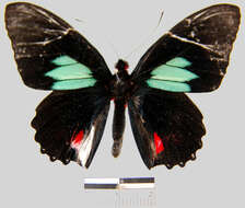 <i>Parides sesostris tarquinius</i> resmi