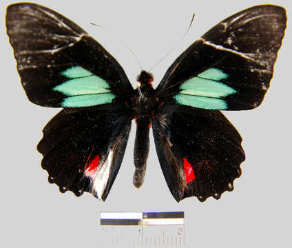 Image of <i>Parides sesostris tarquinius</i>