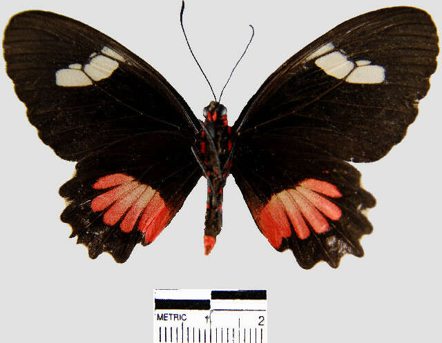 Image de Parides erithalion smalli