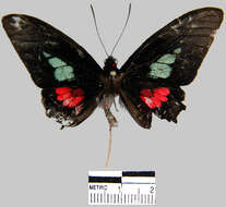 Imagem de <i>Parides eurimedes mycale</i>